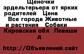 Щеночки эрдельтерьера от ярких родителей › Цена ­ 25 000 - Все города Животные и растения » Собаки   . Кировская обл.,Леваши д.